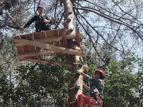 樹(shù)上探險(xiǎn)